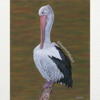 Pelican Portrait - Oil Painting - 16x20 inch - By Sophie Edis