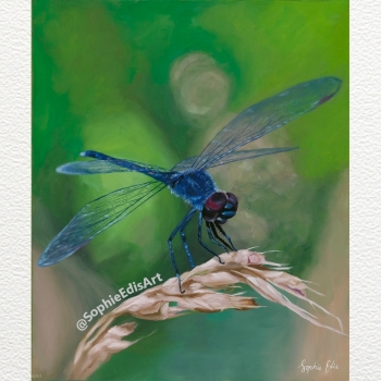 Blue Dragonfly On Wheat Twig -Oil Painting -20x24 inch - By Sophie Edis