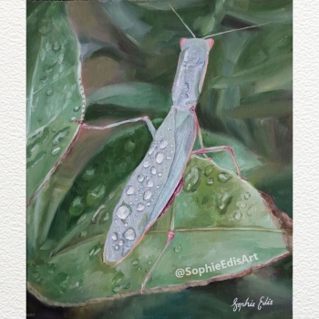 Praying Mantis Insect on Leaf-with Water Droplets - Oil Painting - 10x12 inch - By Sophie Edis