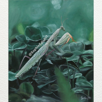 Praying Mantis With Water Droplets - Oil Painting - 20x24 inch - By Sophie Edis