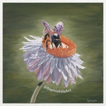 White Everlasting Daisy Flower with Bee - Oil Painting - 20x20 inch - By Sophie Edis