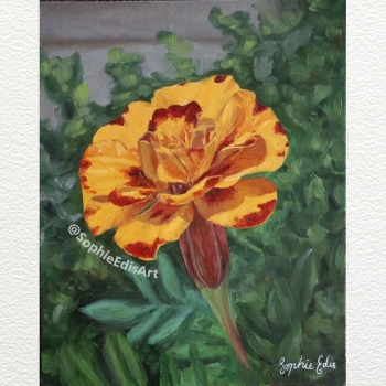 Yellow Marigold Flower - Oil Painting - 8x10 inch - By Sophie Edis